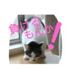 面白使えるはなちゃん40（個別スタンプ：15）