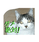 面白使えるはなちゃん40（個別スタンプ：16）