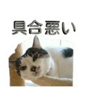 面白使えるはなちゃん40（個別スタンプ：22）