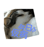 面白使えるはなちゃん40（個別スタンプ：23）