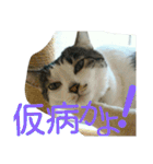 面白使えるはなちゃん40（個別スタンプ：24）