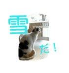 面白使えるはなちゃん40（個別スタンプ：25）