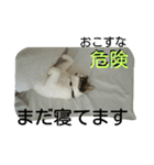 面白使えるはなちゃん40（個別スタンプ：31）