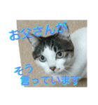 面白使えるはなちゃん40（個別スタンプ：32）