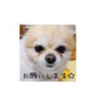 木下家のコロスケ（個別スタンプ：4）