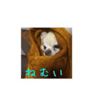 木下家のコロスケ（個別スタンプ：5）