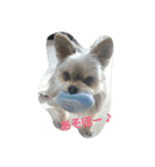 mix dog2（個別スタンプ：1）