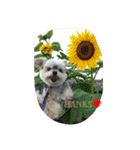mix dog2（個別スタンプ：2）