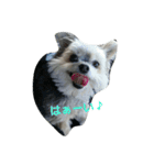 mix dog2（個別スタンプ：3）