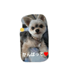 mix dog2（個別スタンプ：5）