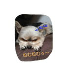 mix dog2（個別スタンプ：6）