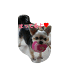 mix dog2（個別スタンプ：8）