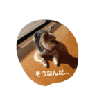 mix dog2（個別スタンプ：9）