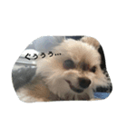 mix dog2（個別スタンプ：10）