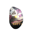 mix dog2（個別スタンプ：11）