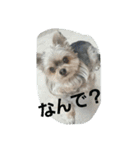 mix dog2（個別スタンプ：12）