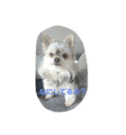 mix dog2（個別スタンプ：13）