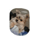 mix dog2（個別スタンプ：14）
