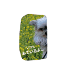mix dog2（個別スタンプ：15）