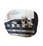 mix dog2（個別スタンプ：16）