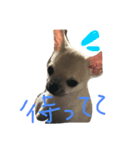 ちーちゃん2（個別スタンプ：3）