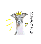 イタグレ界の塩顔王子AJ（個別スタンプ：1）