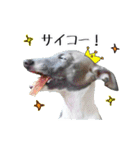 イタグレ界の塩顔王子AJ（個別スタンプ：9）