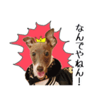 イタグレ界の塩顔王子AJ（個別スタンプ：10）