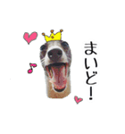 イタグレ界の塩顔王子AJ（個別スタンプ：13）
