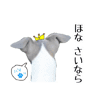 イタグレ界の塩顔王子AJ（個別スタンプ：16）