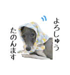 イタグレ界の塩顔王子AJ（個別スタンプ：20）