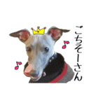 イタグレ界の塩顔王子AJ（個別スタンプ：22）