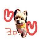 ほっこり 犬（個別スタンプ：1）
