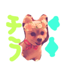 ほっこり 犬（個別スタンプ：2）