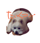 ほっこり 犬（個別スタンプ：5）