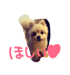 ほっこり 犬（個別スタンプ：6）