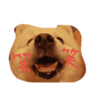 ほっこり 犬（個別スタンプ：7）