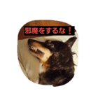 ワンコール（個別スタンプ：8）