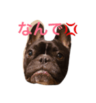 フレブルのターボ！（個別スタンプ：3）