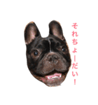 フレブルのターボ！（個別スタンプ：10）