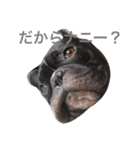 フレブルのターボ！（個別スタンプ：11）