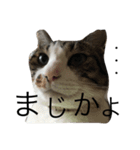 みるくのみぃ〜ちゃん。スタンプ（個別スタンプ：4）