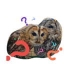 にゃんほー（個別スタンプ：4）