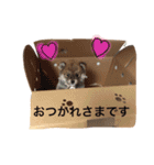 豆柴風miro（個別スタンプ：16）