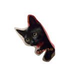 黒猫シンディ（個別スタンプ：1）