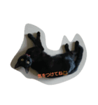 黒猫シンディ（個別スタンプ：4）