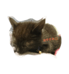 黒猫シンディ（個別スタンプ：8）