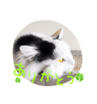 猫達のごあいさつ(プライベート編)（個別スタンプ：1）