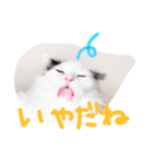 猫達のごあいさつ(プライベート編)（個別スタンプ：2）