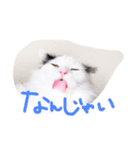 猫達のごあいさつ(プライベート編)（個別スタンプ：3）